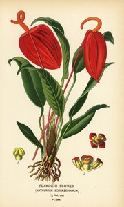 火烈鸟花，Anthurium scherzerianum。根据 Desire Bois 的插图绘制的铬版画，选自 Edward Step 的《花园和温室中最受欢迎的花》，Frederick Warne 出版社，伦敦