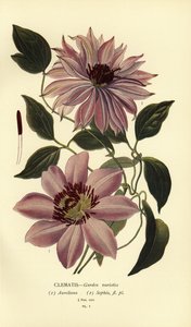 铁线莲的花园品种 作者 Désiré Georges Jean Marie Bois