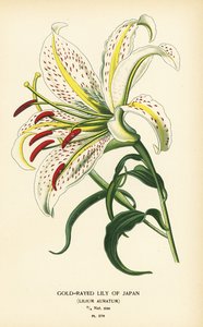 日本的金光百合或 yamayuri、Lilium auratum。 彩色平版印刷，出自 Desire Bois 的插图，出自爱德华·斯特普 (Edward Step) 最喜欢的花园和温室花卉，弗雷德里克·沃恩 (Frederick Warne)，伦敦