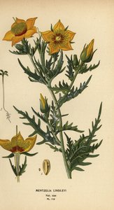 金巴托尼亚或林德利炽热星，Mentzelia lindleyi 作者 Desire Georges Jean Marie Bois