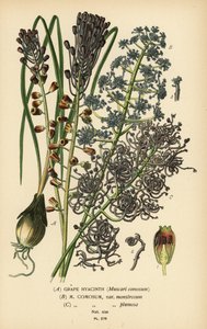 葡萄风信子，Leopoldia comosa（Muscari comosum，var.monstrosum，var.plumosa）。 彩色平版印刷，出自 Desire Bois 的插图，出自爱德华·斯特普 (Edward Step) 最喜欢的花园和温室花卉，弗雷德里克·沃恩 (Frederick Warne)，伦敦 作者 Desire Georges Jean Marie Bois