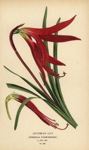 詹姆士百合，Sprekelia forsissima。 彩色平版印刷，出自 Desire Bois 的插图，出自爱德华·斯特普 (Edward Step) 最喜欢的花园和温室花卉，弗雷德里克·沃恩 (Frederick Warne)，伦敦 作者 Desire Georges Jean Marie Bois