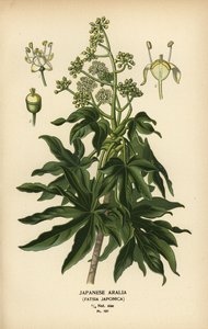 日本楤木或光叶造纸植物，Fatsia japonica。