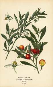 耶路撒冷樱桃，Solanum pseudocapsicum var.
