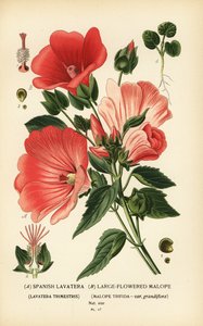 Lavatera trimestris 和 Malope trifida。 作者 Desire Georges Jean Marie Bois