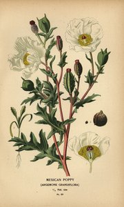 墨西哥罂粟，Argemone grandiflora。 作者 Desire Georges Jean Marie Bois