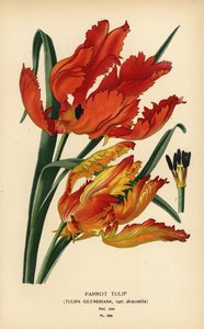 鹦鹉郁金香，Tulipa gesneriana var.根据 Desire Bois 的插图绘制的变色版画，选自 Edward Step 的《花园和温室中最受欢迎的花》，Frederick Warne 出版社，伦敦