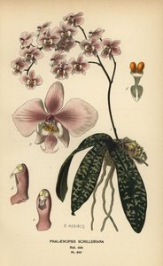 蝴蝶兰兰花。 彩色平版印刷，出自 B. Herincq 的插图，出自爱德华·斯特普 (Edward Step) 最喜欢的花园和温室花卉，弗雷德里克·沃恩 (Frederick Warne)，伦敦