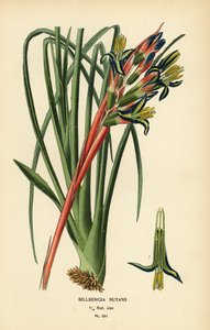 皇后泪草，Billbergia nutans。由 Desire Bois 根据 Edward Step 的《花园和温室中最受欢迎的花卉》中的插图绘制的色石版画，Frederick Warne 出版社，伦敦 作者 Desire Georges Jean Marie Bois