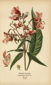 罗伊尔凤仙花，Impatiens roylei。 作者 Desire Georges Jean Marie Bois