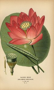 圣豆或印度莲花，Nelumbo nucifera。 作者 Desire Georges Jean Marie Bois