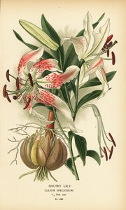 艳丽百合，Lilium speciosum。根据 Desire Bois 的插图绘制的铬版画，选自 Edward Step 的《花园和温室中最受欢迎的花》，Frederick Warne 出版社，伦敦 作者 Desire Georges Jean Marie Bois