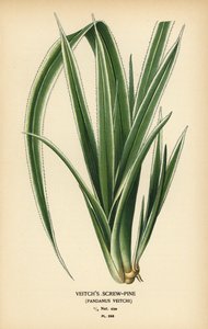 大溪地螺丝松，Pandanus tectorius（Veitch 螺丝松，Pandanus veitchii）。 彩色平版印刷，出自 Desire Bois 的插图，出自爱德华·斯特普 (Edward Step) 最喜欢的花园和温室花卉，弗雷德里克·沃恩 (Frederick Warne)，伦敦