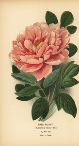 树牡丹，Paeonia moutan。