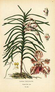 三色万代兰由 B. Herincq 根据 Edward Step 的《花园和温室中最受欢迎的花卉》中的插图绘制的彩色石版画，Frederick Warne 出版社，伦敦 作者 Desire Georges Jean Marie Bois