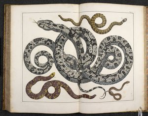 蟒蛇，选自阿尔伯特斯-塞巴的《Locupletissimi rerum naturalium thesauri... 作者 荷兰学校