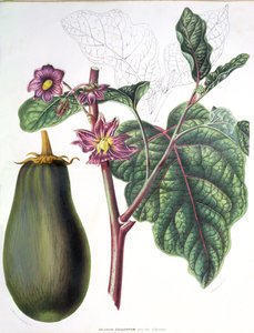 茄子，植物板，来自荷兰王国花园的植物，由AW Sythoff，1860年 作者 荷兰学校