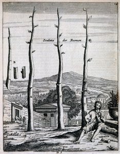 果树，来自Jan Commelin的De Nederlandze Hesperides，于1676年出版 作者 荷兰学校