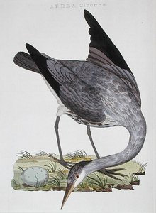 Heron，在阿姆斯特丹出版 作者 荷兰学校