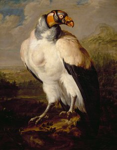 King Vulture，荷兰不知名艺术家的画作，荷兰 作者 荷兰学校