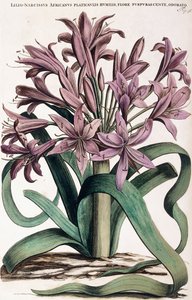 Lillio-Narcissus，1697-1701年 作者 荷兰学校