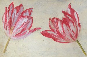 郁金香研究，1830年（纸上油） 作者 荷兰学校