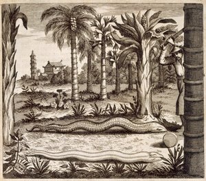 The Stone Snake，来自中国，由Athanasius Kircher（1601-80）1667画报 作者 荷兰学校