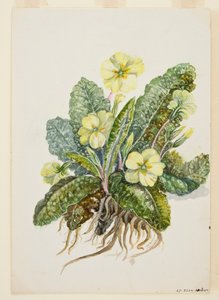 Primula vulgaris Huds Primrose，约1920年代。 作者 EF克劳利