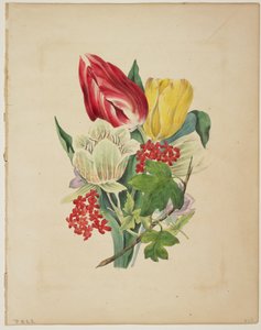 郁金香花束，来自Flora&39;s Dictionary，1838