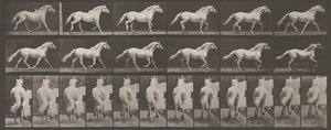 动物运动。对动物连续阶段的电子照相调查......，1880年代。 作者 Eadweard Muybridge