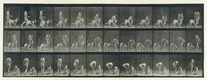 动物运动。对动物连续阶段的电子照相调查......，1880年代。 作者 爱德沃德·迈布里奇