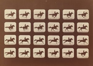 马匹。奔跑。Phyrne L. No. 40, 1879. 作者 爱德沃德·迈布里奇