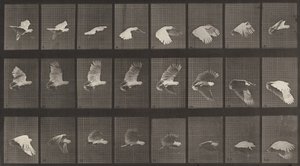 板块编号758。鹦鹉飞行，1887年。 作者 爱德沃德·迈布里奇