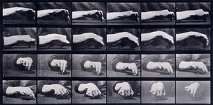 手的运动研究，约1872-1885年 作者 Eadweard Muybridge