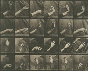 动物运动，第 535 版 作者 Eadweard Muybridge