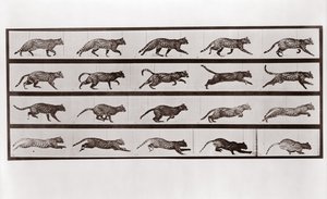 猫小跑和疾驰，来自动物运动的板717，1887年 作者 爱德沃德·迈布里奇