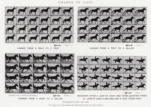 穆布里奇（Eadweard Muybridge）。改变步态（黑白照片 作者 爱德沃德·迈布里奇