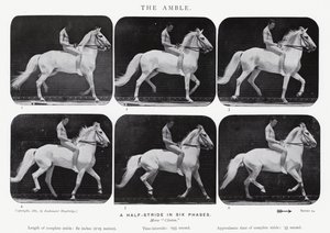 衣着的Muybridge：The Amble 作者 爱德沃德·迈布里奇