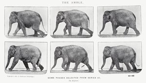 衣着的Muybridge：The Amble 作者 爱德沃德·迈布里奇