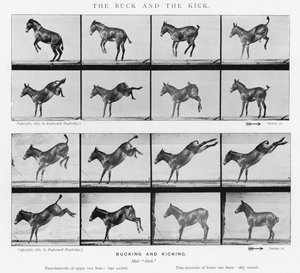 穆布里奇（Eadweard Muybridge）。龅牙和踢腿（黑白照片