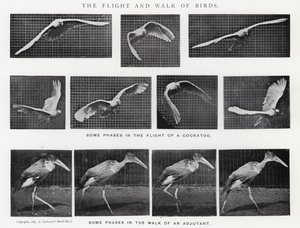 穆布里奇（Eadweard Muybridge）。鸟类的飞行和行走（黑白照片）。