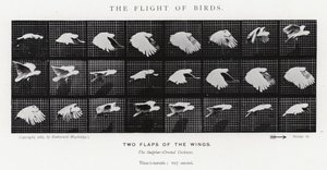 穆布里奇（Eadweard Muybridge）。鸟的飞行（黑白照片 作者 爱德沃德·迈布里奇