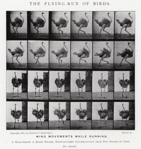 Eadweard Muybridge: The Flying-Run of Birds (b/w photo) 作者 爱德沃德·迈布里奇