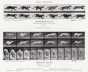 Eadweard Muybridge: The Gallop (b/w photo) 作者 爱德沃德·迈布里奇