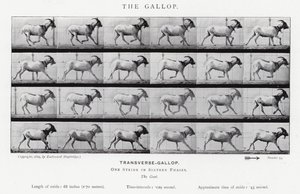 Eadweard Muybridge: The Gallop (b/w photo) 作者 爱德沃德·迈布里奇