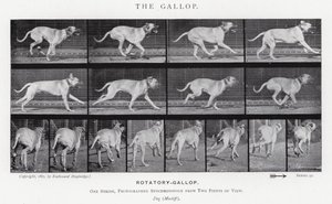 Eadweard Muybridge: The Gallop (b/w photo) 作者 爱德沃德·迈布里奇