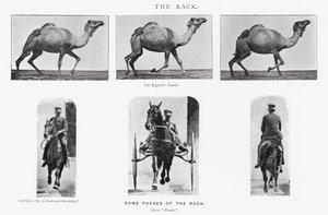 衣着的Muybridge：机架 作者 爱德沃德·迈布里奇