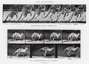 穆布里奇（Eadweard Muybridge）。霹雳火》（黑白照片 作者 爱德沃德·迈布里奇