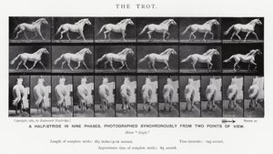 穆布里奇（Eadweard Muybridge）。小跑》（黑白照片 作者 爱德沃德·迈布里奇