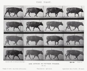 穆布里奇（Eadweard Muybridge）。小跑》（黑白照片 作者 爱德沃德·迈布里奇